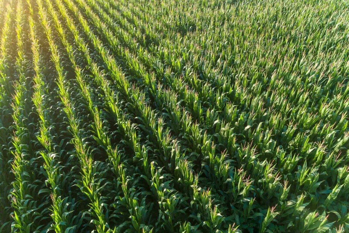 Corn Slips Off the Highs into Wednesday’s Close
