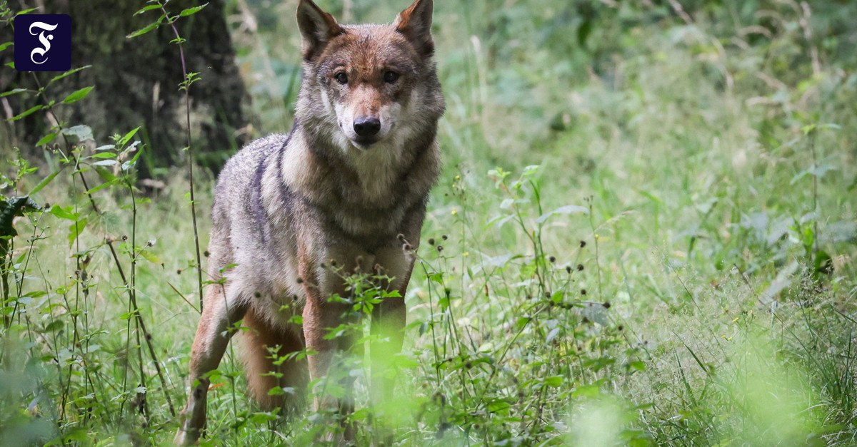 Künstliche Intelligenz: Der Wolf in der KI