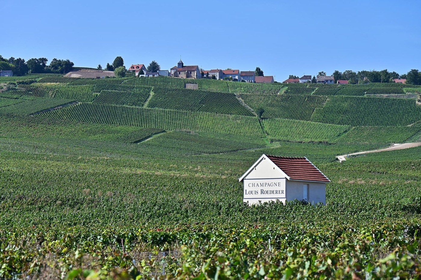 Extreme heat spurs earliest-ever Champagne harvest, putting its famous taste to the test