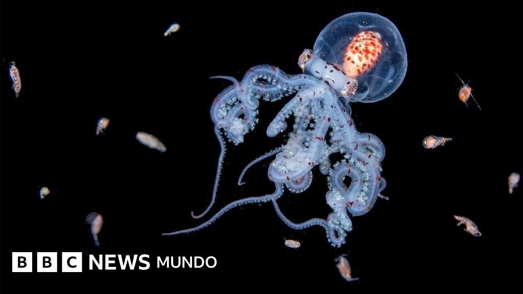 Las impresionantes imágenes de criaturas marinas que logra la intrépida buceadora que se sumerge en el mar de noche