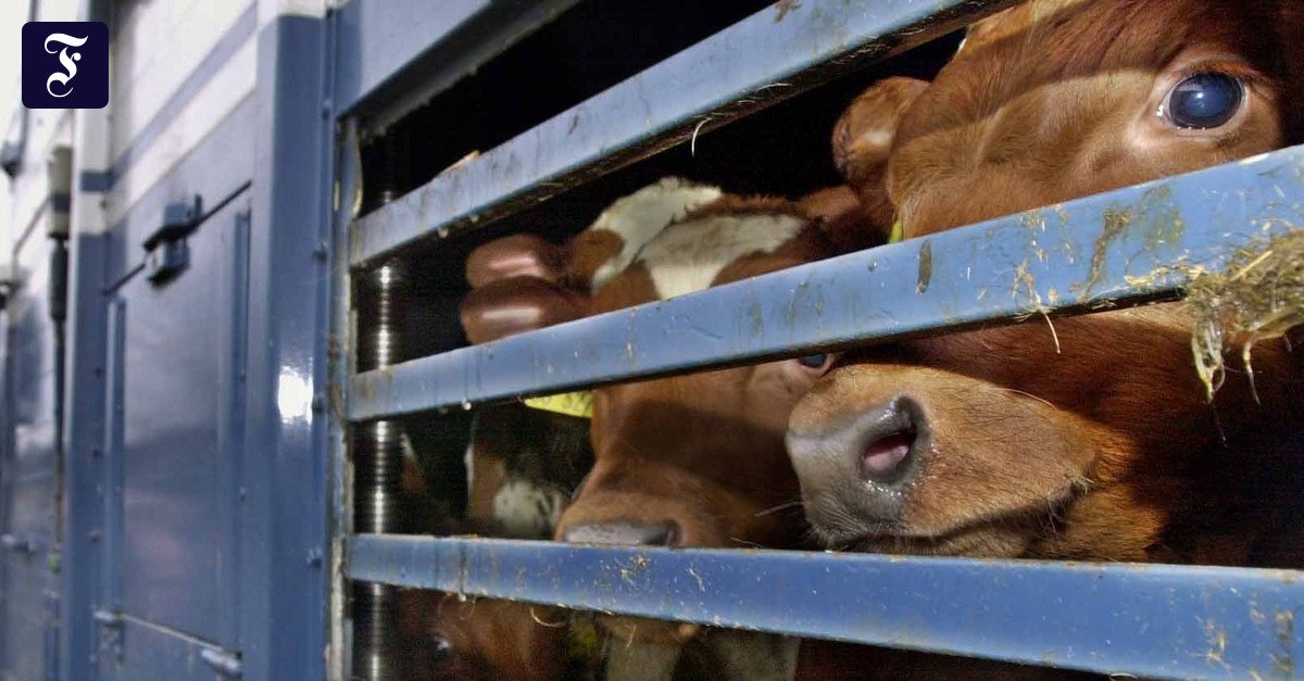 Fleischkonsum: Die drei größten Irrtümer zum Thema Tierwohl